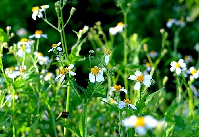Rau bô binh - Loại cây cỏ dại mọc hoang giàu chất chống oxy hóa Rau bô binh - Loại cây cỏ dại mọc hoang giàu chất chống oxy hóa