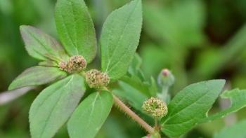 Cỏ sữa lá to: Vị thuốc quý từ lá đến rễ