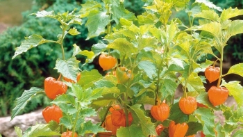 Cây thù lù - Dược liệu giàu Vitamin C