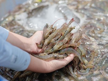 Bước sang quý I/2024, ngành tôm Việt Nam đã có sự chuyển biến rõ rệt