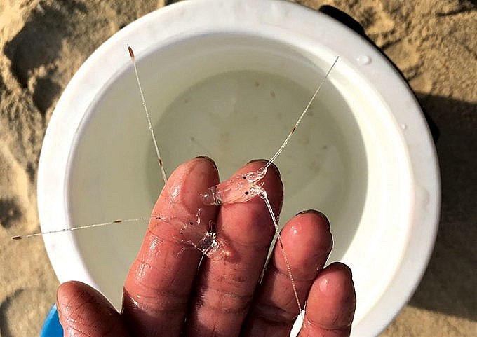 Tôm hùm giống bắt ngoài tự nhiên. Ảnh: Tạp chí Thủy sản Việt Nam Tôm hùm giống bắt ngoài tự nhiên. Ảnh: Tạp chí Thủy sản Việt Nam