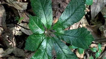 Phát triển sâm Lai Châu thành ngành hàng có giá trị kinh tế cao