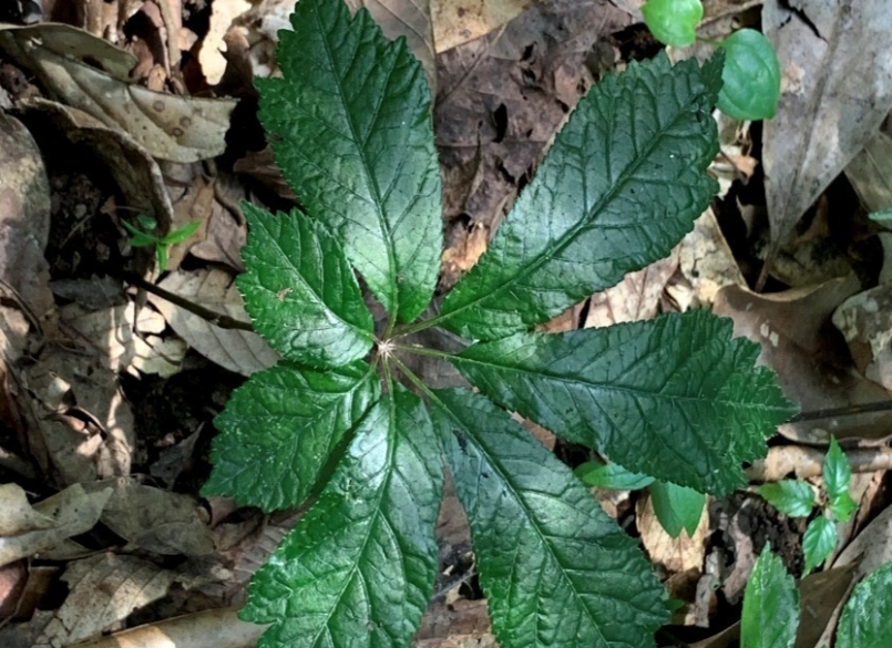 Sâm Lai Châu là một loại dược liệu quý