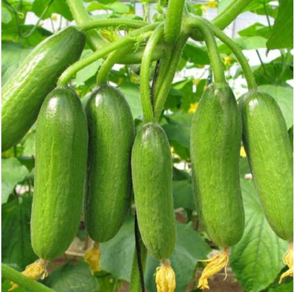 Cây Dưa leo được trồng nhiều ở Việt Nam Cây Dưa leo được trồng nhiều ở Việt Nam