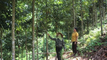 Cây quế - một sản phẩm thiên nhiên quý hiếm của Việt Nam