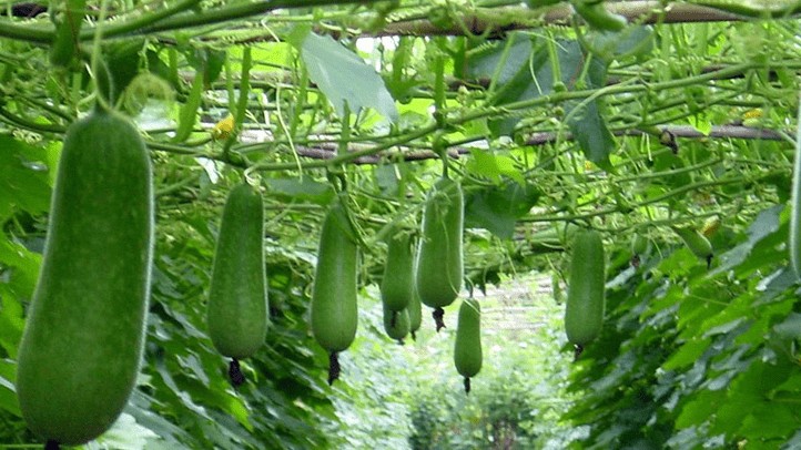 Bí đao giúp giải độc gan và cải thiện thị lực