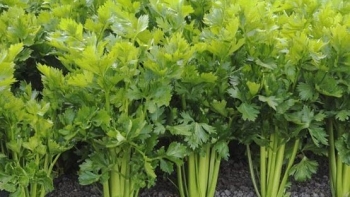 Cần tây giúp giảm cân, lợi tiểu, tăng cường hệ miễn dịch