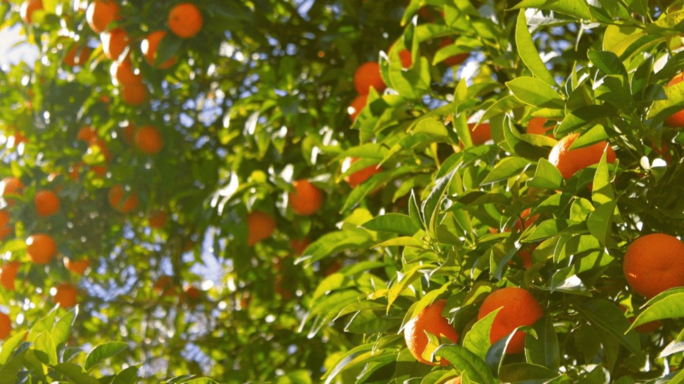 Ăn cam giúp đẹp da, tốt cho sức khoẻ