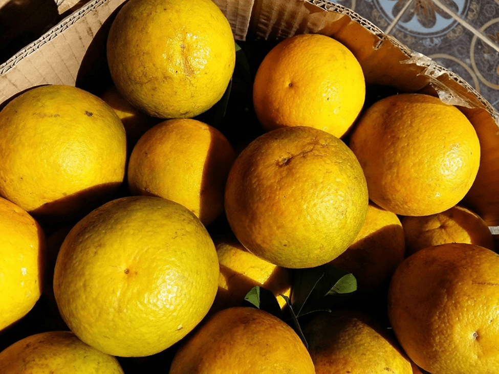 Hình ảnh trái Cam Cao Phong Hình ảnh trái Cam Cao Phong