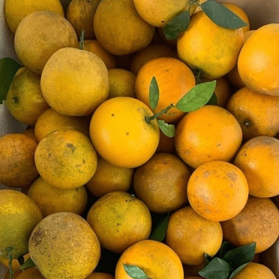 Hình ảnh trái Cam Vinh Hình ảnh trái Cam Vinh