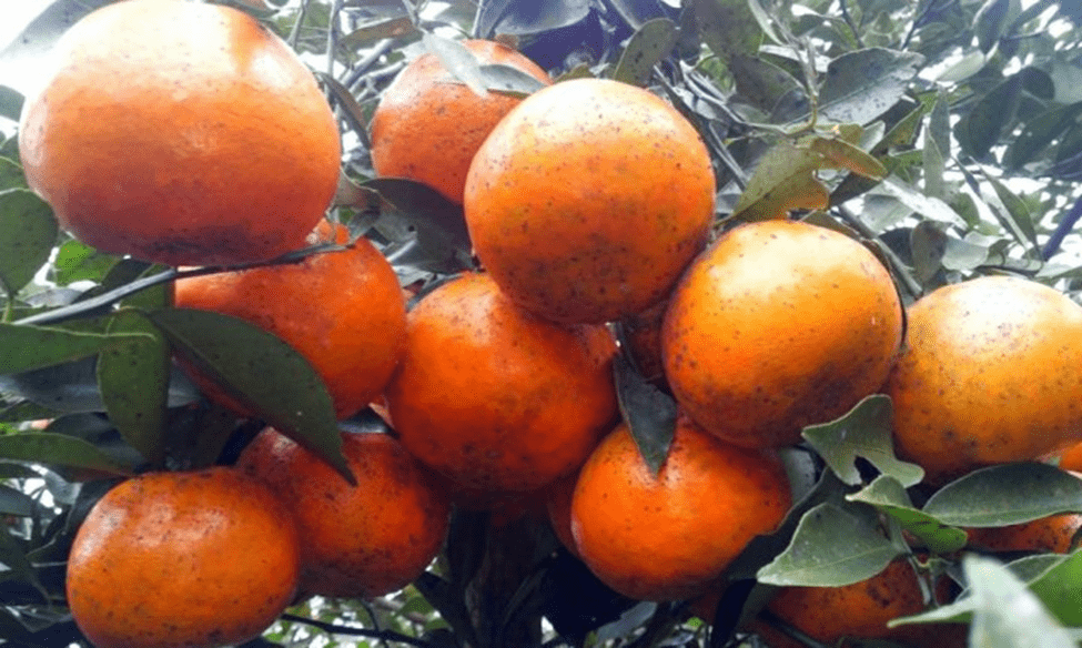 Hình ảnh trái Cam Vinh Hình ảnh trái Cam Vinh