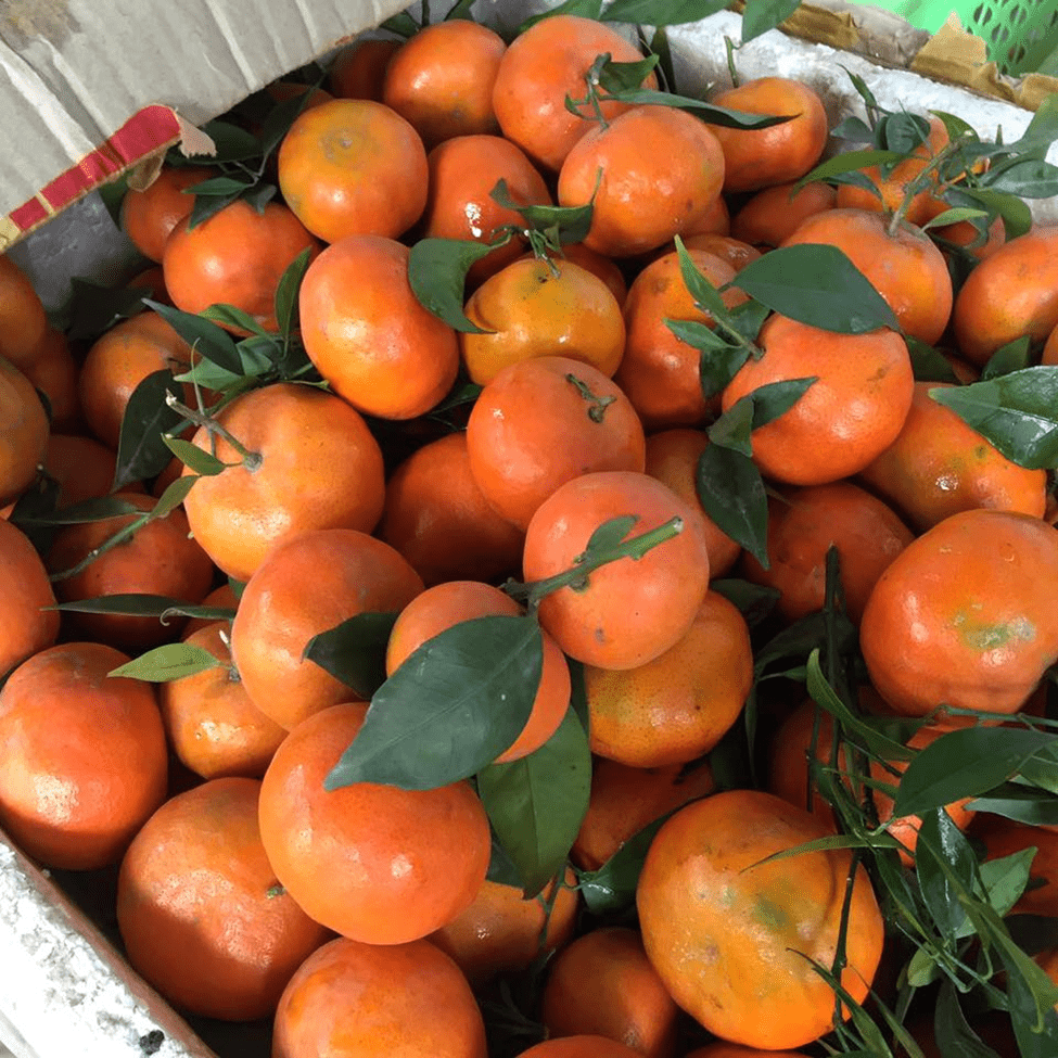 Ăn Cam giúp đẹp da, tốt cho sức khoẻ Ăn Cam giúp đẹp da, tốt cho sức khoẻ