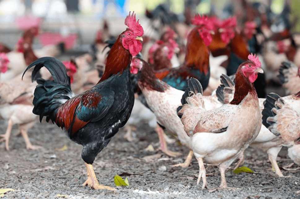 Hình ảnh gà mía Đường Lâm - Sơn Tây Hình ảnh gà mía Đường Lâm - Sơn Tây