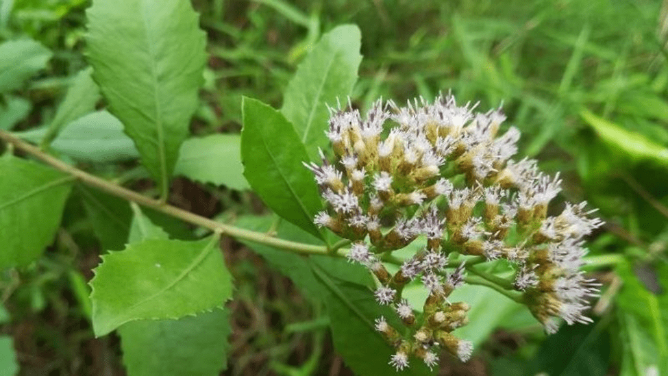 Cây cúc tần giúp chữa bệnh trĩ và chứng bí tiểu Cây cúc tần giúp chữa bệnh trĩ và chứng bí tiểu