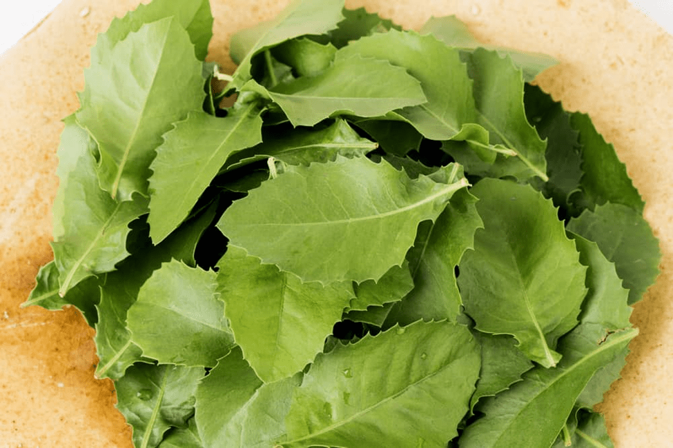 Cây cúc tần giúp chữa bệnh trĩ và chứng bí tiểu Cây cúc tần giúp chữa bệnh trĩ và chứng bí tiểu