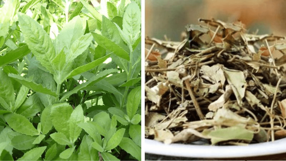 Cây cúc tần giúp chữa bệnh trĩ và chứng bí tiểu Cây cúc tần giúp chữa bệnh trĩ và chứng bí tiểu