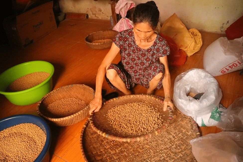 Sơ chế đậu tương để làm tương Sơ chế đậu tương để làm tương