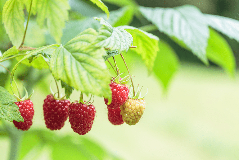 Cây mâm xôi Cây mâm xôi