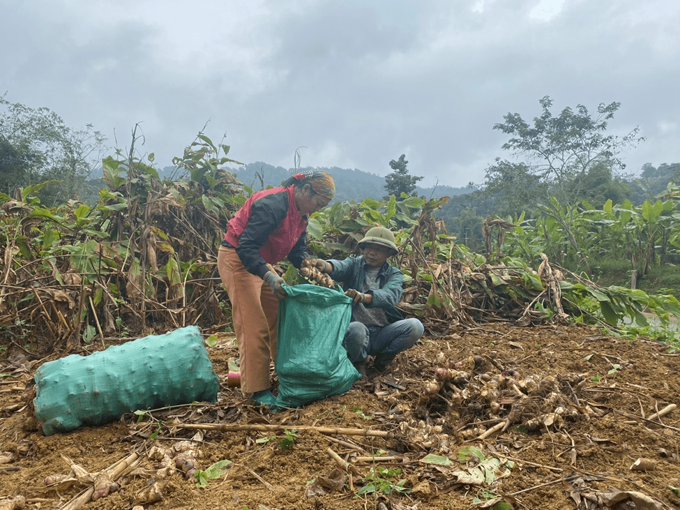 Củ dong để làm miến Củ dong để làm miến