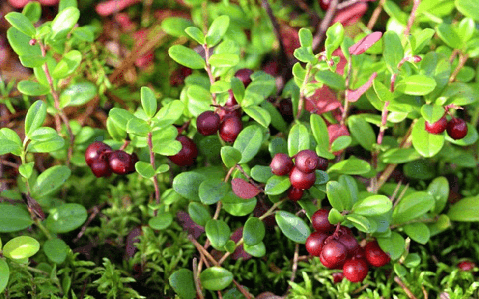 Cây nam việt quất Cây nam việt quất