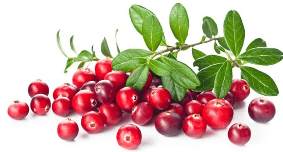 Quả nam việt quất giúp kháng viêm Quả nam việt quất giúp kháng viêm