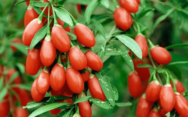 Cây kỷ tử Cây kỷ tử