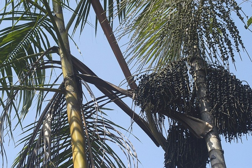 Quả acai - Loại quả của những người ăn kiêng Quả acai - Loại quả của những người ăn kiêng