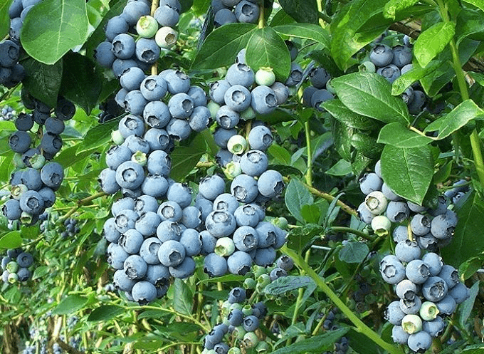 Cây việt quất Cây việt quất