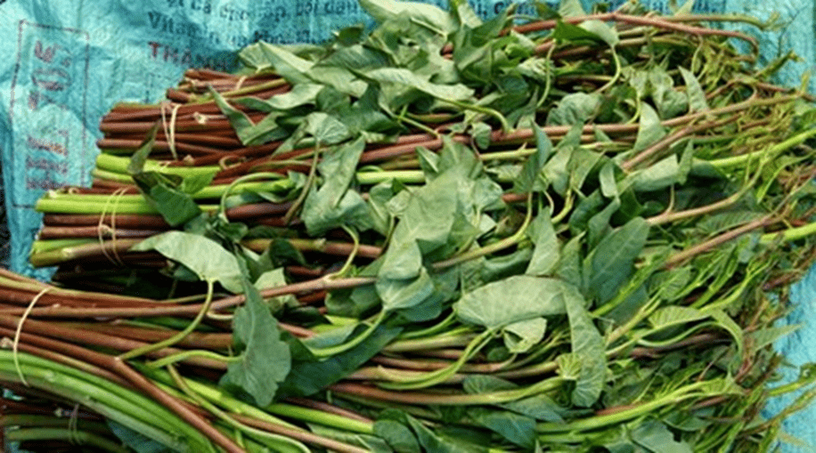 Rau muống tía Rau muống tía