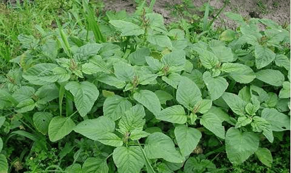 Rau dền xanh Rau dền xanh