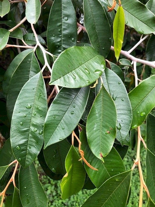 Lá vú sữa dùng để chữa bệnh tiêu chảy Lá vú sữa dùng để chữa bệnh tiêu chảy