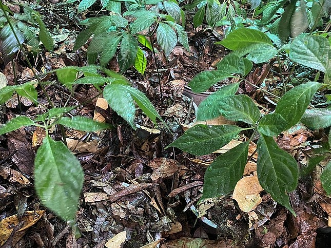 Rừng sâm K5 được tái hiện nguyên bản giữa lòng Sài Gòn. Rừng sâm K5 được tái hiện nguyên bản giữa lòng Sài Gòn.