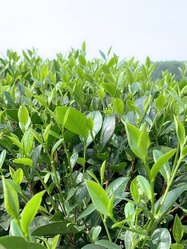 Chè Thái Nguyên giúp hỗ trợ điều trị ung thư Chè Thái Nguyên giúp hỗ trợ điều trị ung thư