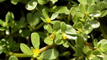 Rau sam tốt cho tim mạch