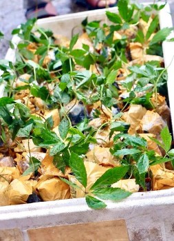 Kon Tum: 148 cây sâm Ngọc Linh giả được rao bán qua mạng bị tiêu hủy