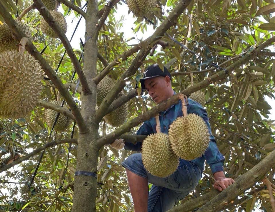 Đắk Lắk: Nông dân Đắk Lắk sầu chung vì sầu riêng “sượng”