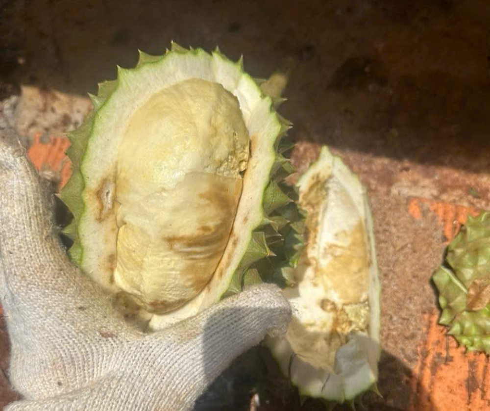 Đắk Lắk: Nông dân Đắk Lắk sầu chung vì sầu riêng “sượng”