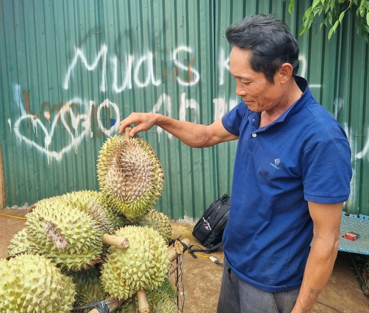 Đắk Lắk: Nông dân Đắk Lắk sầu chung vì sầu riêng “sượng”