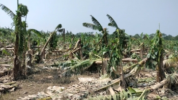 Bảo Hiểm Nông Nghiệp - Bài 2 : “Tấm khiên” còn nhiều rào cản cho nông dân Việt Nam