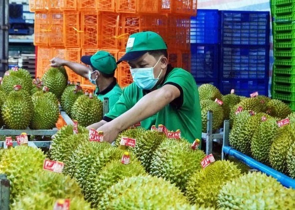 Trong 9 tháng, xuất khẩu rau quả 5,87 tỷ USD, tăng 39,4% Trong 9 tháng, xuất khẩu rau quả 5,87 tỷ USD, tăng 39,4%