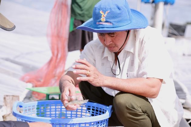 Ông Nguyễn Minh Nhủ kiểm tra tôm trước khi bán cho thương lái. Ảnh: Dân Việt Ông Nguyễn Minh Nhủ kiểm tra tôm trước khi bán cho thương lái. Ảnh: Dân Việt