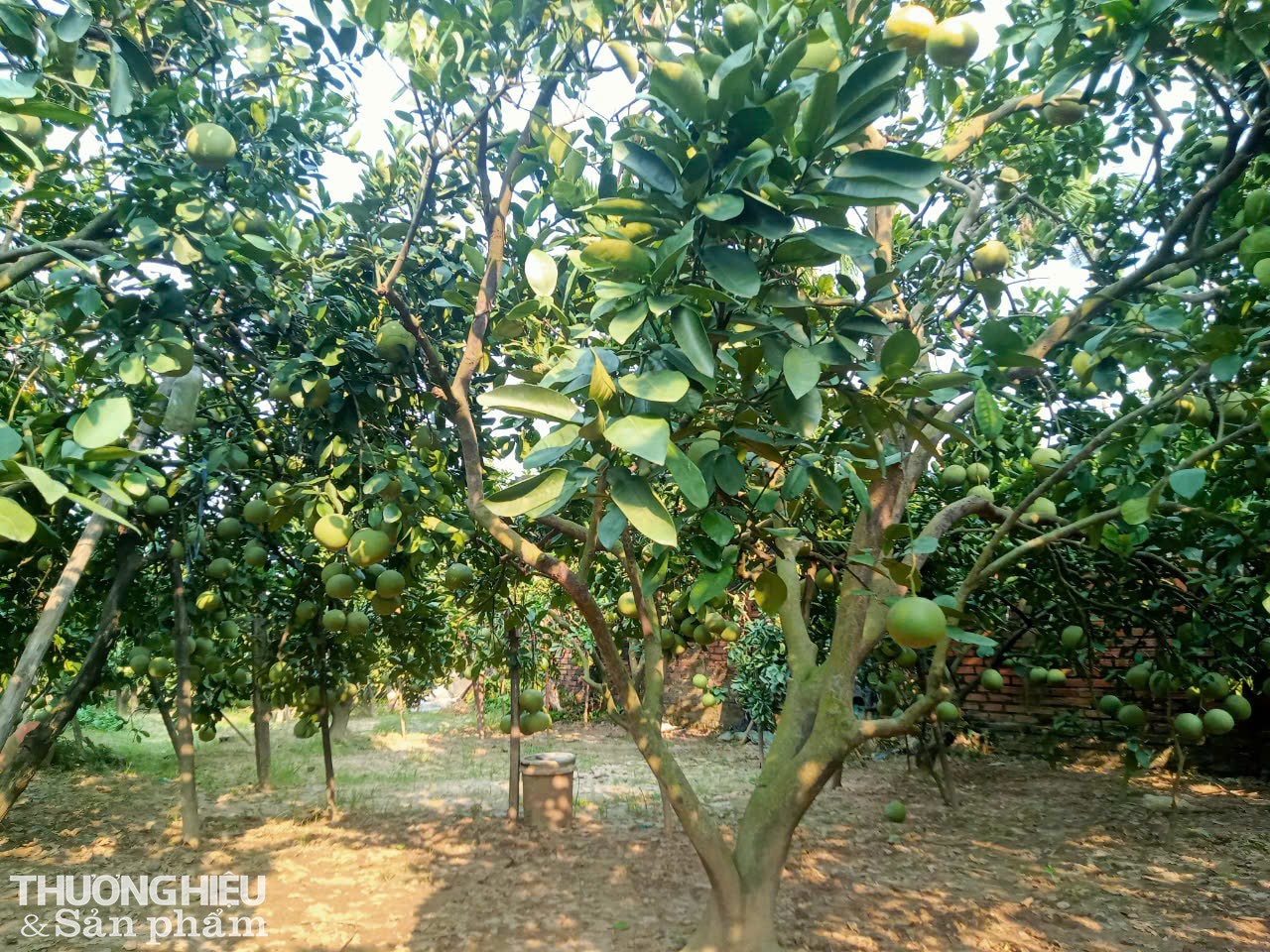 Xây nhà tầng, mua xe hơi nhờ trồng giống bưởi có tên 