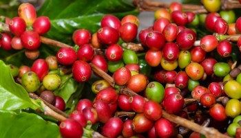 Giá cà phê trong nước và thế giới bất ngờ tăng vọt