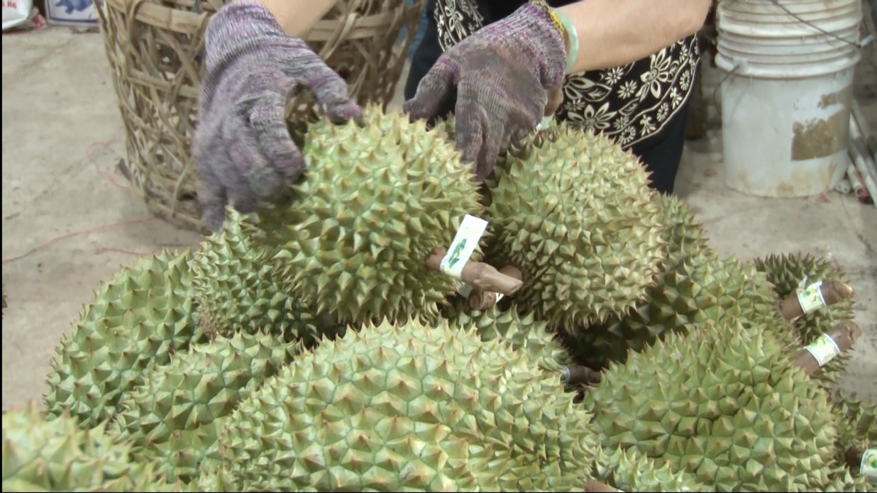 Vượt Thái Lan, Việt Nam trở thành nhà cung cấp sầu riêng lớn nhất cho thị trường Trung Quốc. Vượt Thái Lan, Việt Nam trở thành nhà cung cấp sầu riêng lớn nhất cho thị trường Trung Quốc.