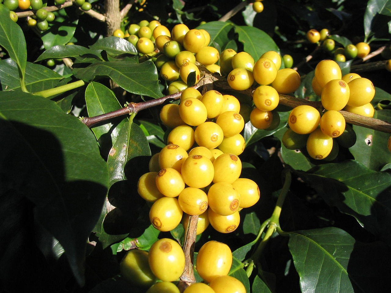 Giá Arabica đạt mức cao nhất 13 năm qua. Giá Arabica đạt mức cao nhất 13 năm qua.