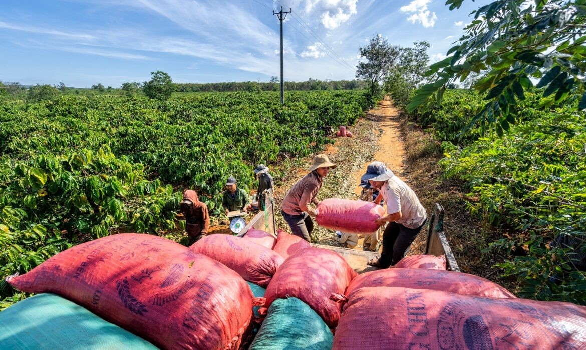 Thu hoạch cà phê ở Gia Lai. Ảnh: Nguyen Quang Ngoc Tonkin/ Shutterstock. Thu hoạch cà phê ở Gia Lai. Ảnh: Nguyen Quang Ngoc Tonkin/ Shutterstock.