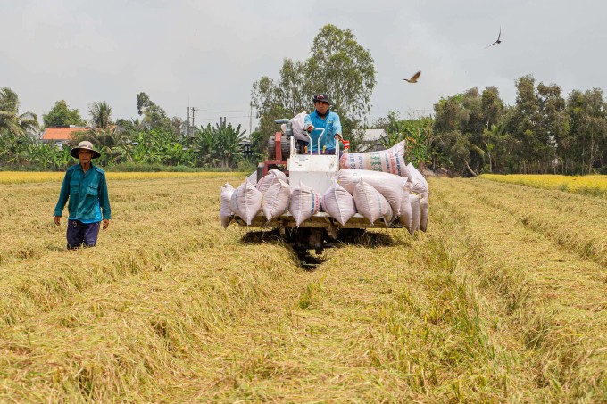 Việt Nam phấn đấu trồng một triệu ha lúa phát thải thấp. Việt Nam phấn đấu trồng một triệu ha lúa phát thải thấp.