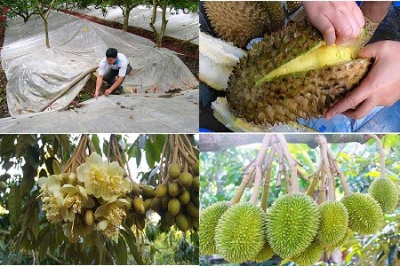 Sầu riêng Việt “một mình một chợ”. Sầu riêng Việt “một mình một chợ”.