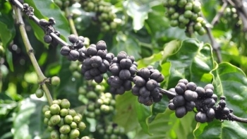 Biến đổi khí hậu để lại “vị đắng” cho ngành cà phê