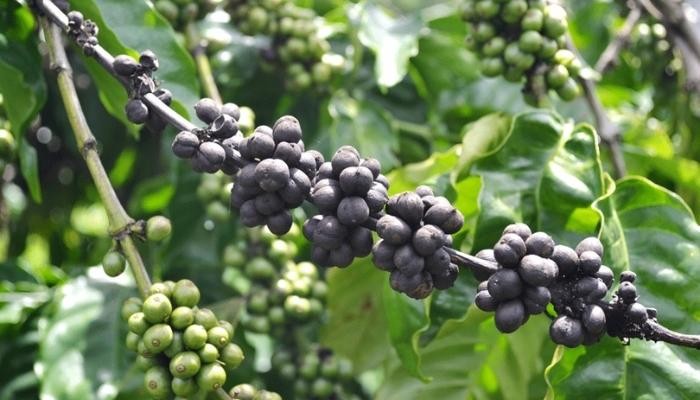 Biến đổi khí hậu để lại “vị đắng” cho ngành cà phê